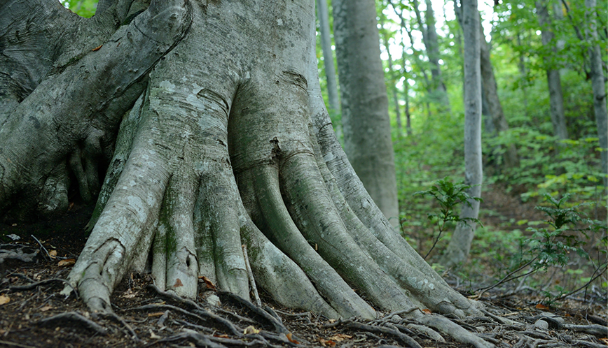 白神の森遊山道の画像